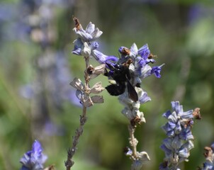 Large black wasp feeding on pretty purple flowers