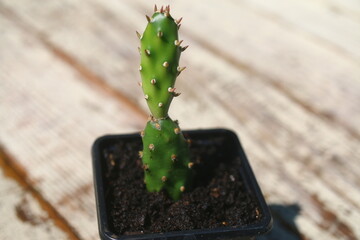 opuncja rutila super kaktus opuntia