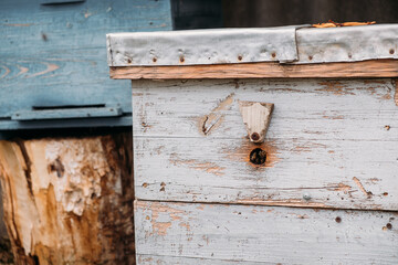 Small home apiary