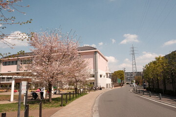 Fototapeta na wymiar 桜とピンクの建物