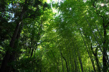 Fototapeta na wymiar 山の中の竹林