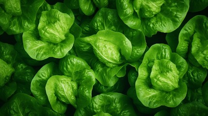 green lettuce leaves in the background, healthy food