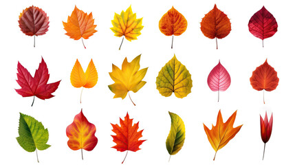 Collection of autumn leaves isolated on transparent or white background