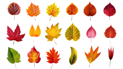 Collection of autumn leaves isolated on transparent or white background