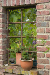 Window without glass made of metal bars in an old red brick wall with flowers, a vine and grapes