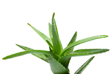 Green fresh aloe vera, close-up. Against a blank background. PNG