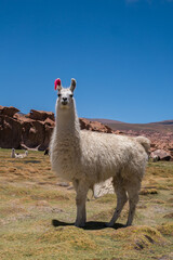 Chilean Lama © kesslefe