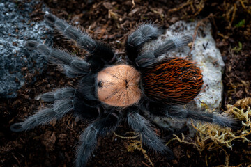 Mexican golden red rump tarantula Brachypelma albiceps