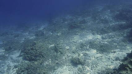 Underwater photo of a dead coral reef