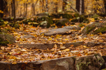 Fototapeta na wymiar fallen autumn leaves on steps in the forest