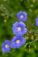 Field of blue flax in the country.