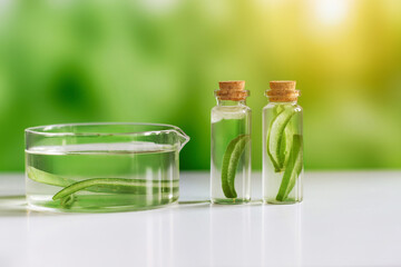 Aloe vera. Aloe vera cosmetic product, natural ingredients and laboratory glassware. Against the backdrop of nature with a sun glare. Serum, essence, toner.