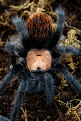 Mexican golden red rump tarantula Brachypelma albiceps