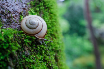 苔むした木の上のカタツムリ