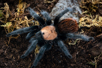Mexican golden red rump tarantula Brachypelma albiceps