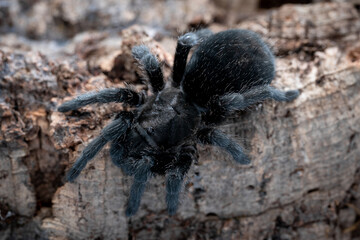 Brazilian black tarantula Grammostola pulchra