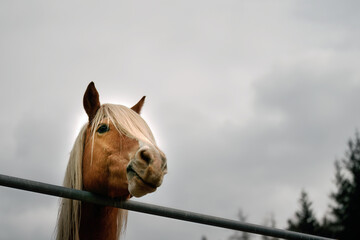 Graceful Palomino Haflinger Stallion. Portrait of Alpine Animal Elegance. A male horse with a blonde mane.