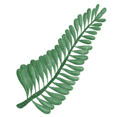 fern leaf isolated on white