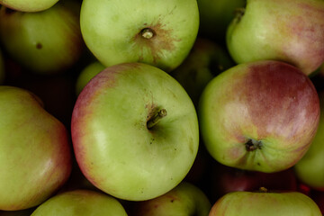 Äpfel frisch geerntet