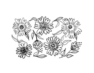 Abstract vector  flowers set. Hand drawn doodle style peonies or chrysanthemums. Large daisy heads in bloom with leaves. Hand drawn sketch flowers in doodle style.