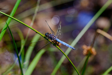 Close-up photo of a blue dragonfly sitting on a green branch with a blurred background of water.
