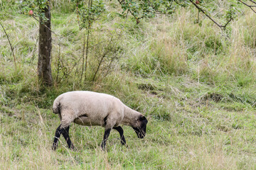 Schaf auf Weide mit Apfelbäumen im Sommer