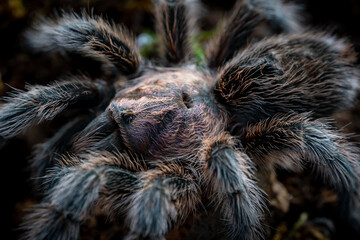 Chilean rose tarantula Grammostola porteri