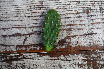 opuntia kaktus rutila super opuncja człon segment