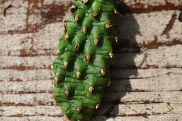 opuntia kaktus rutila super opuncja człon segment