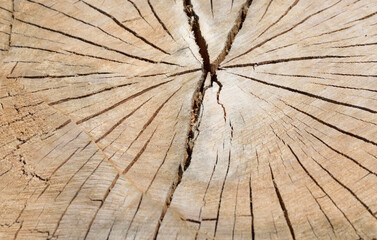 Cut plane tree log texture and patterns close-up