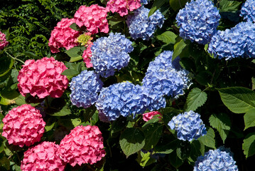 Hydrangea cultivar 'Europe' , Hydrangea cultiva Bodence' , Hortensia