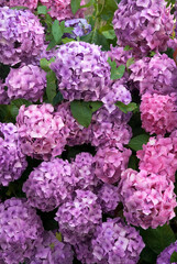 Fototapeta premium Hydrangea 'Europe' , Hortensia
