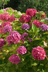 Hydrangea 'Ayesha' , Hortensia