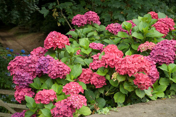 Hydrangea 'Ayesha' , Hortensia