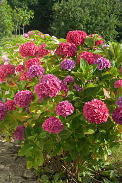 Hydrangea 'Ayesha' , Hortensia