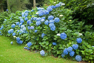 Hydrangea 'Bodense', Hortensia