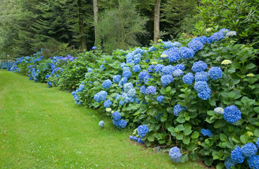 Hydrangea 'Bodense', Hortensia