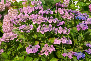 Hydrangea 'Mousmée' , Hortensias
