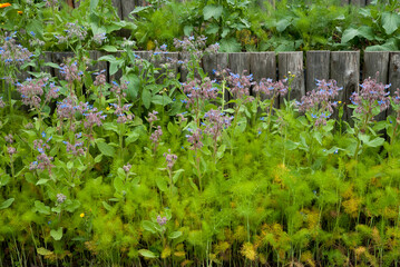 Bourrache, Borago officinalis