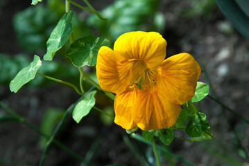 Capucine, Tropaelum majus