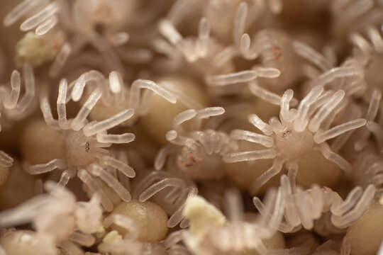 Egg sac from tarantula with small spiderlings