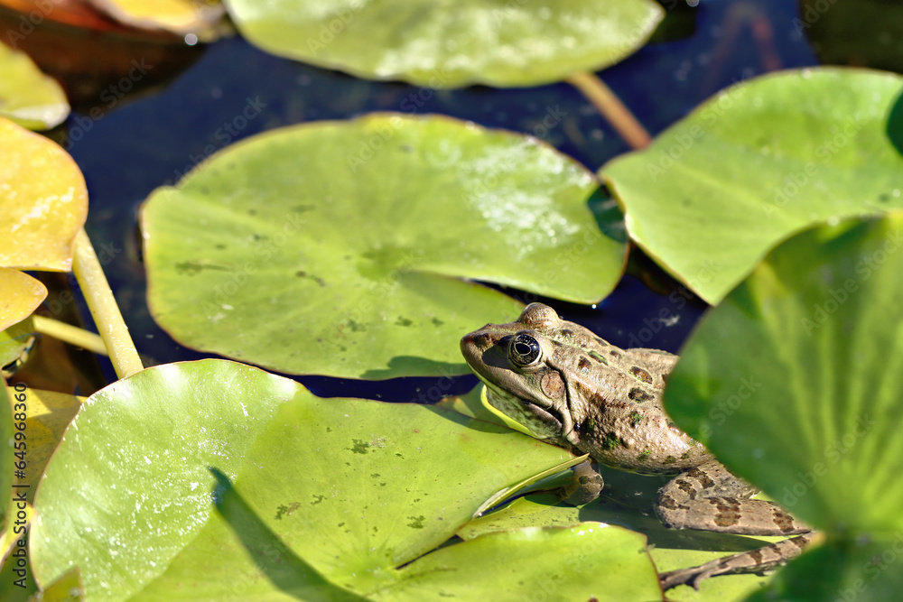 Poster Frog