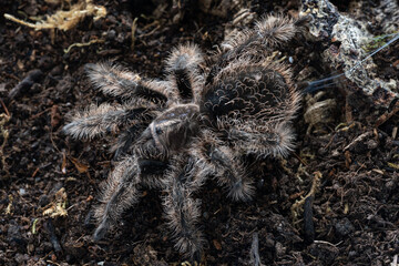 Curly hair tarantula Tliltocatl brachypelma albopilosum Nicaragua