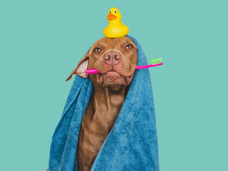 Cute brown dog, blue towel, toothbrush and yellow rubber duck. Closeup, indoors. Studio shot,...