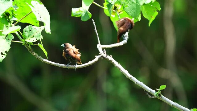 Lonchura quinticolor, commonly known as the Five-colored Munia, is a small finch species native to Indonesia. It is part of the Estrildidae family, which includes various species of munias and manniki