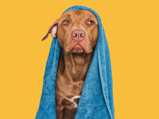 Cute brown dog and blue towel. Grooming dog. Close-up, indoors. Studio photo. Concept of care, education, obedience training and raising pet