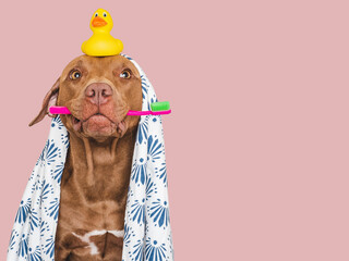 Cute brown dog, white towel, toothbrush and yellow rubber duck. Closeup, indoors. Studio shot,...