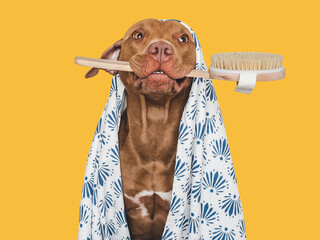 Cute brown dog, white towel and washing brush. Grooming dog. Closeup, indoors. Studio photo....