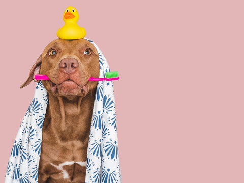 Cute brown dog, white towel, toothbrush and yellow rubber duck. Closeup, indoors. Studio shot, isolated background. Concept of care, education, obedience training and raising pets