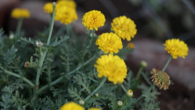 Beautiful yellow flowers sway in the wind. Green leaves in the background.